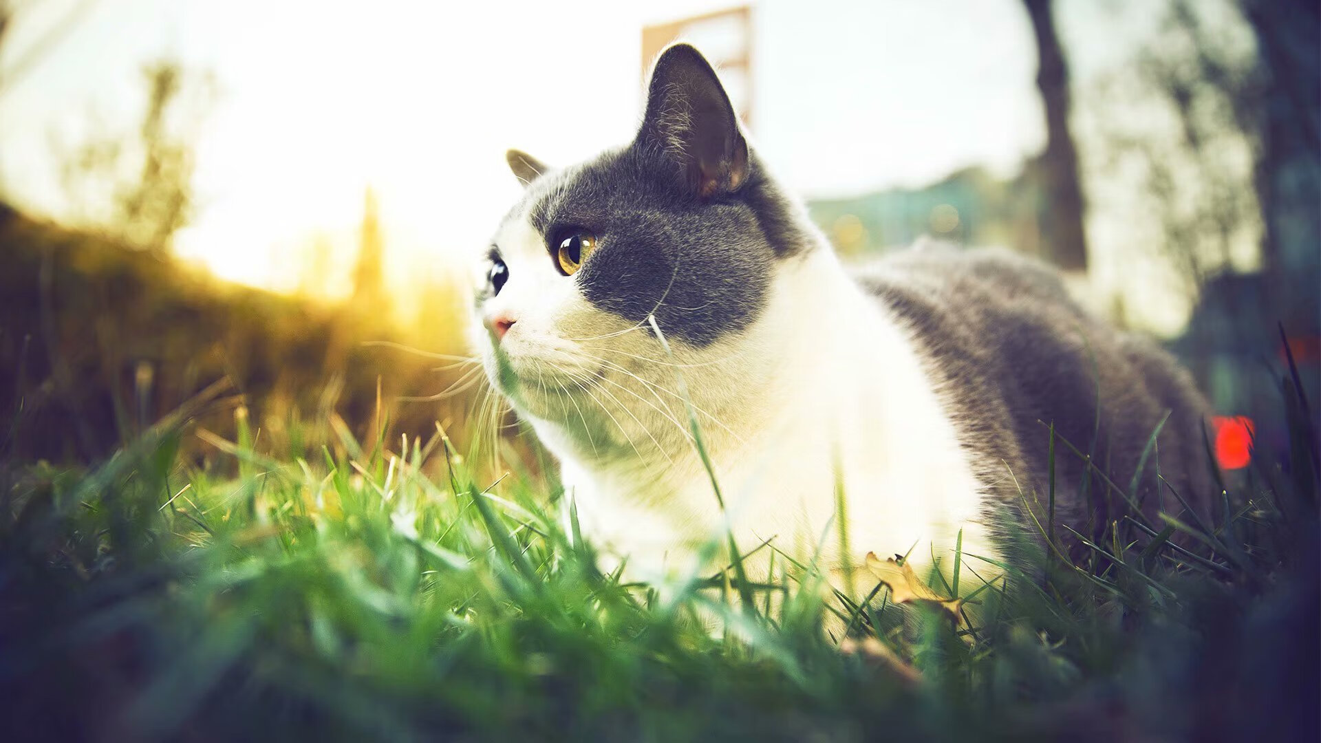 勇士开启“AI加密票务系统”试运营，勇士加长版