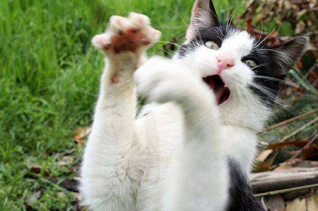 国际山地自行车极限赛，穿越山野挑战自我，世界山地自行车比赛